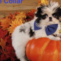 Japanese Chins from Njoy Japanese Chin