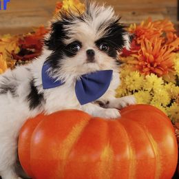 Japanese Chins from Njoy Japanese Chin