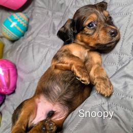 Snoopy - Red male Dachshund puppy in Vacaville, California from SchmooterBabies