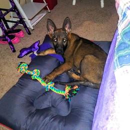 German Shepherd Puppies from Rammstein Kennels