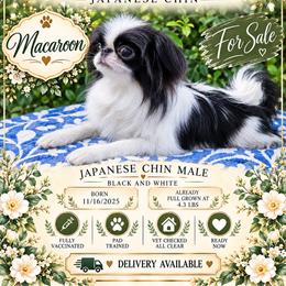Macaroon - Black and white male Japanese Chin puppy in Johnson City, Tennessee from Erin & Friends Japanese Chin