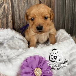 Rainbow - Red female Companion Cross puppy in Utah County, Utah from Big Hearted Breeders