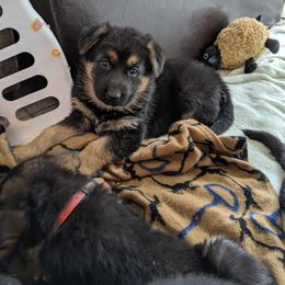 German Shepherd Puppies from Valley Shepherds LLC