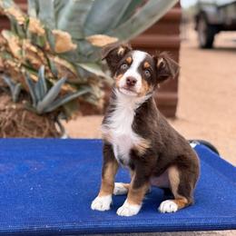 Toby - male Australian Shepherd puppy in Tucson, Arizona from Soqui Ortiz Cattle Ranch