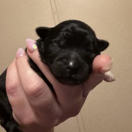 Pomeranian Puppies from Cauchy Pomeranians