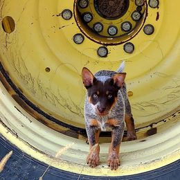 Australian Cattle Dog Puppies from Rising J Cattle Dogs