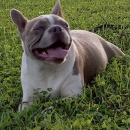 Boston Terriers, Cockapoos, and Yorkipoos from Little Paws