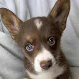 Zero - Liver and white male American Corgi puppy in Grants Pass, Oregon from KnR Antler Dogs