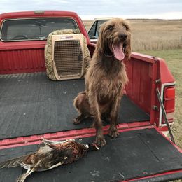 Pudelpointer All Grown Up from Rebel Point Pudelpointers