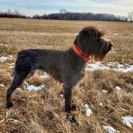Tippit - Wirehaired Pointing Griffon