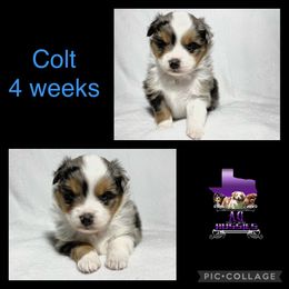 Colt - Toy Australian Shepherd puppy in Jacksonville, Texas from AG Toy & Mini Aussies