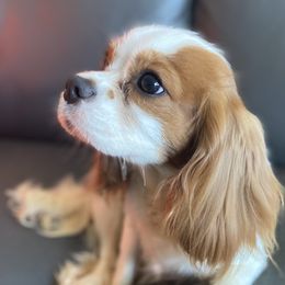 Lila - Cavalier King Charles Spaniel