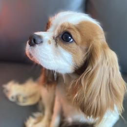 Lila - Cavalier King Charles Spaniel