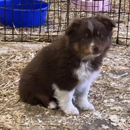 Pembroke Welsh Corgi, Miniature Australian Shepherd, and Toy Australian Shepherd Puppies from Midwest Mini/Toy Aussies