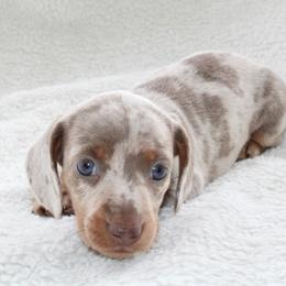 Thor BLUE EYES - Dapple male Dachshund puppy in Fairfax, Iowa from Grayson’s Lovable Dachshunds
