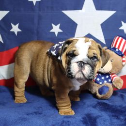 Bulldog Puppies from Lake Valley Bulldogs