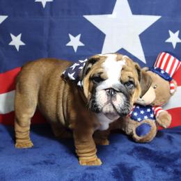 Bulldog Puppies from Lake Valley Bulldogs