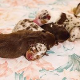 Australian Shepherd Puppies from Nina Huggin's Australian Shepherds