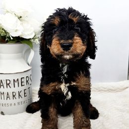 Heath - Tri-color male Bernedoodle puppy in Neillsville, Wisconsin from Rose River Farms