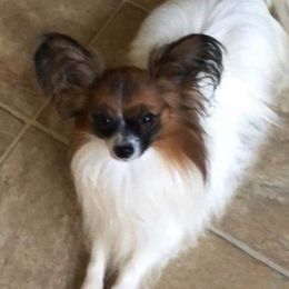 Papillons from MPH Pap’s