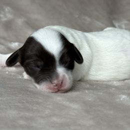 Bernedoodle Puppies from Huckleberry Bernedoodles