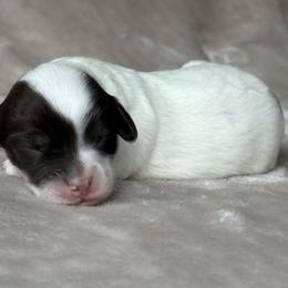 Bernedoodle Puppies from Huckleberry Bernedoodles