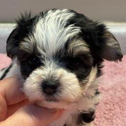 Allara - Piebald female Morkie puppy in Florence, Kentucky from 4paws4ever by Design