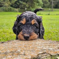 Katze - Black and tan female Gordon Setter puppy in Holmen, Wisconsin from Joy Hahn