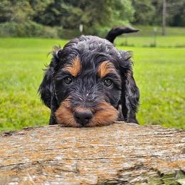 Katze - Black and tan female Gordon Setter puppy in Holmen, Wisconsin from Joy Hahn