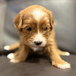 Zinnia (Teal) - Red  female Goldendoodle puppy in Twin Falls, Idaho from Magic Valley Family Doodles