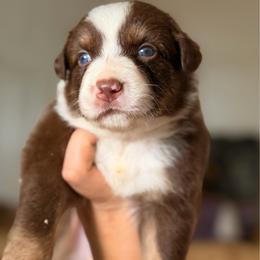 Ford AKC - Red tri-color male Australian Shepherd puppy in Polk City, Florida from Skaky Shepherds
