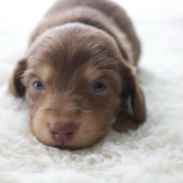 Ash - Chocolate and cream male Dachshund puppy in Morrow, Ohio from Courtney’s Colorful Doxies