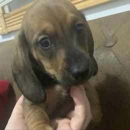 Red male smooth coat( wild boar color) - Wild boar male Dachshund puppy in Bethany, Connecticut from Mardox Dachshunds