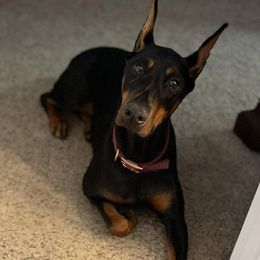 Doberman Pinschers from Driftwood Dobermans