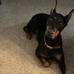 Doberman Pinschers from Driftwood Dobermans