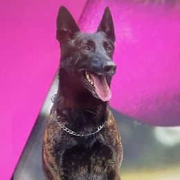 Dutch Shepherds and German Shepherds from Loves German Shepherds