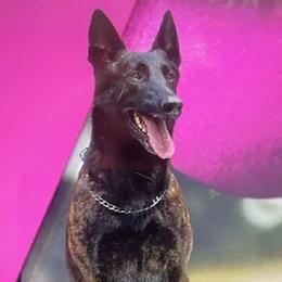 Dutch Shepherds and German Shepherds from Loves German Shepherds