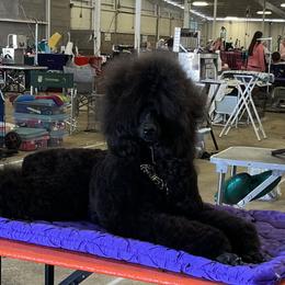 Ruby - Poodle