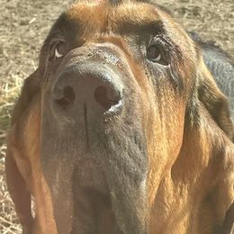 Asher - Bloodhound