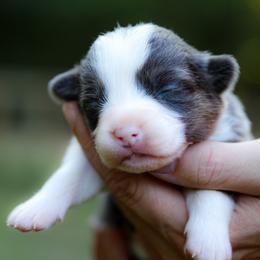 River - Blue female Pembroke Welsh Corgi puppy in Star City, Arkansas from Say When Corgi Co.