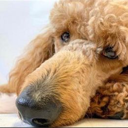 Poodle Puppies from Cedar Hill Ranch