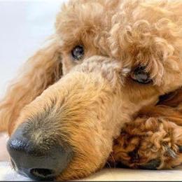 Poodle Puppies from Cedar Hill Ranch