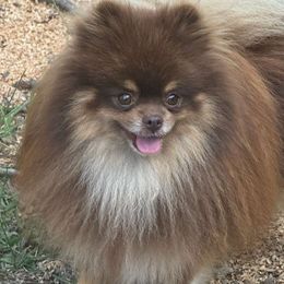 Polo - Pomeranian