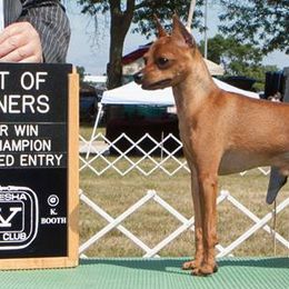 Miniature Pinschers and Toy Fox Terriers from Amberfaye's Min Pins and Toy Fox Terriers