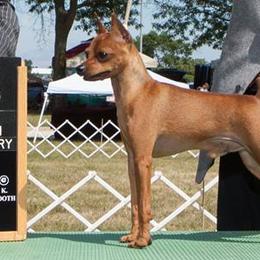 Miniature Pinschers and Toy Fox Terriers from Amberfaye's Min Pins and Toy Fox Terriers