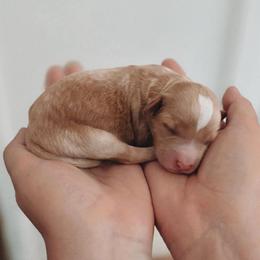 Luna - Apricot female Goldendoodle puppy in Austin, Texas from Cedarcrest Goldendoodles