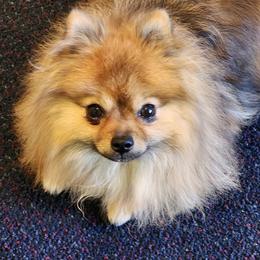Pomeranian Puppies from BabyBooPoms