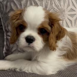 Blenheim boy - small - Blenheim male Cavalier King Charles Spaniel puppy in Fayetteville, Arkansas from Sharp's Cavaliers