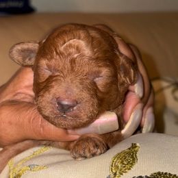 Noel - Red  male Poodle puppy in El Sobrante, California from Mckendra's Legacy