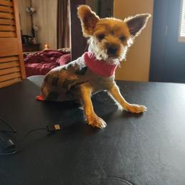 Yorkshire Terrier All Grown Up from Carney Kennels